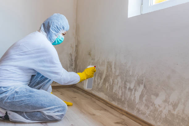 Licensed Basement Mold Remediation service in Modena, PA - WQB Mold Removal