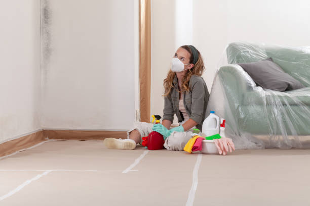 Reliable Basement Mold Remediation contractor in Modena, PA by WQB Mold Removal